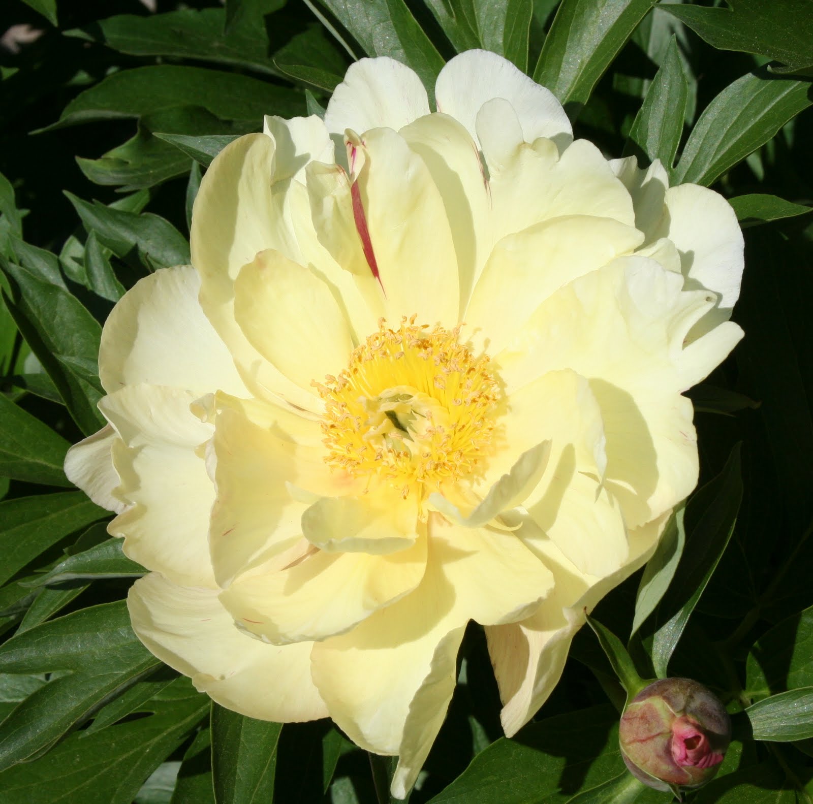 Our Garden Journal A Star of the Garden A Lovely Yellow Peony