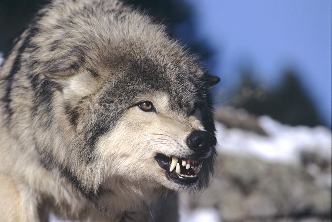 White Wolf : Why Wolves Are Forever Wild and Dogs Can Be Tamed