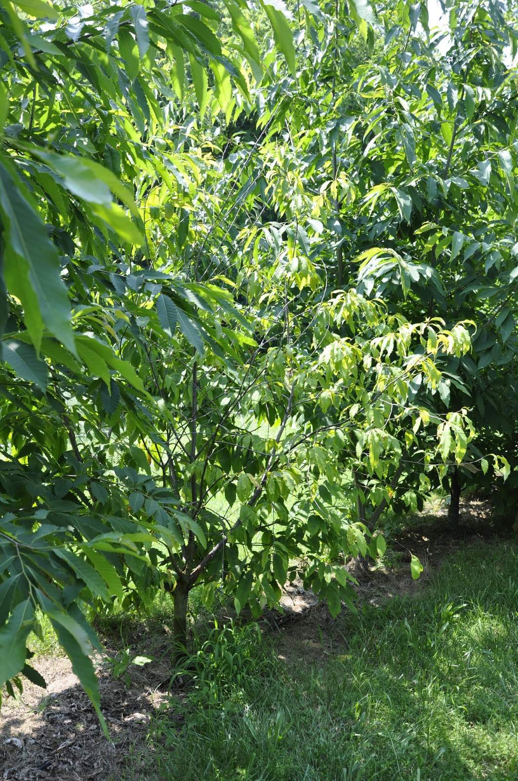 Louisville Chestnut Trees: Blighting the Chestnut Trees