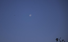 skywatch, moon, bird, morning, mumbai, bandra east, india, branch, blue sky, 
