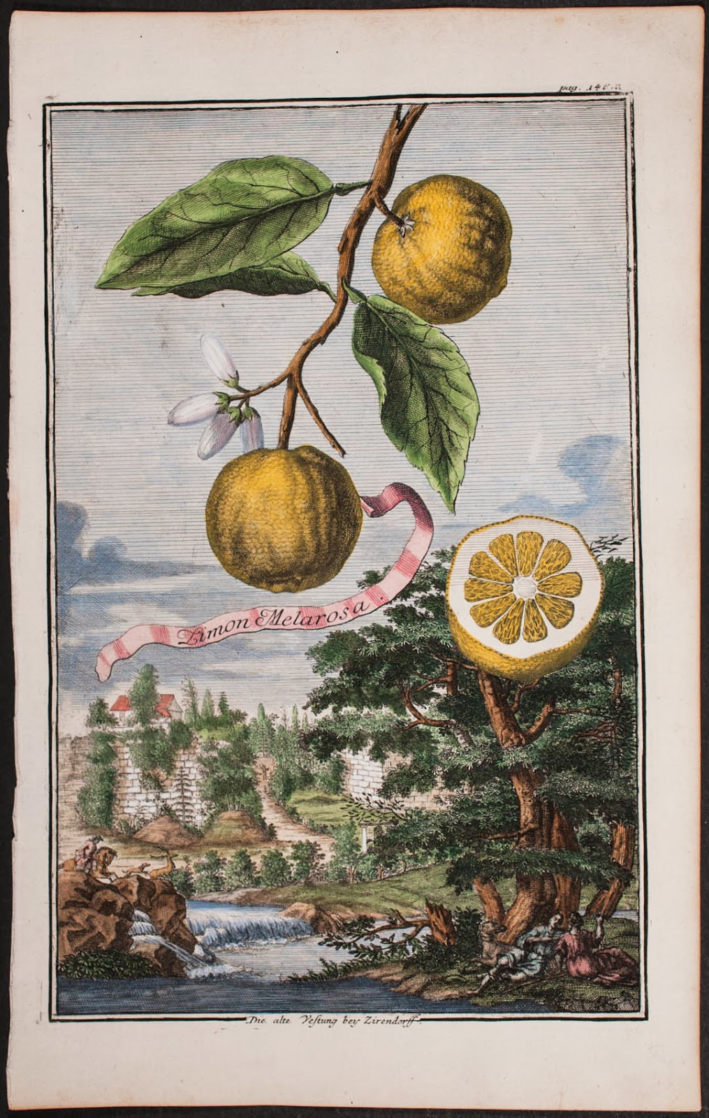 Little Augury Strange Fruit