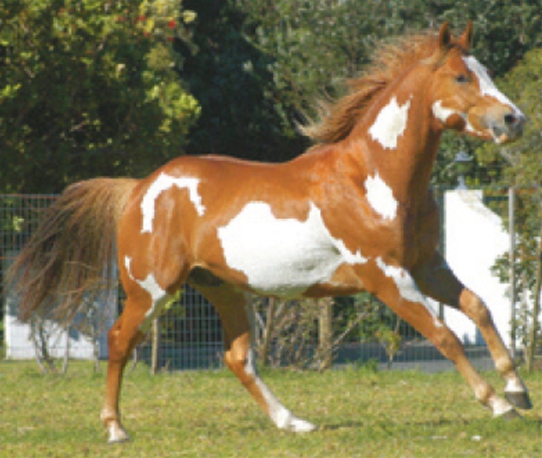 http://3.bp.blogspot.com/-ttlapVSQ7Ng/UC89Me_IfsI/AAAAAAAAFAU/odJYj8i0pC8/s1600/White-Brown+American+Paint+Horse.jpg