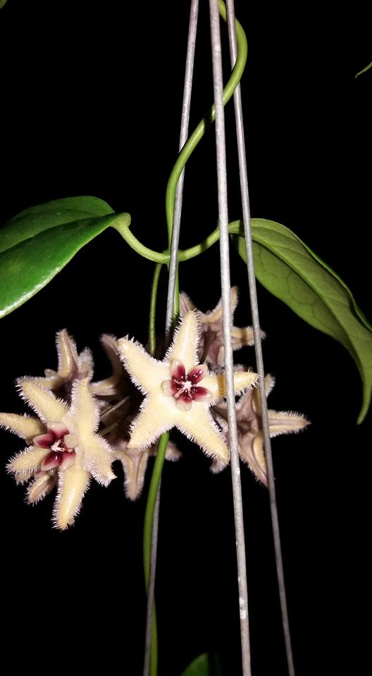 Хойя индонезия 001 Хойя индонезия 001