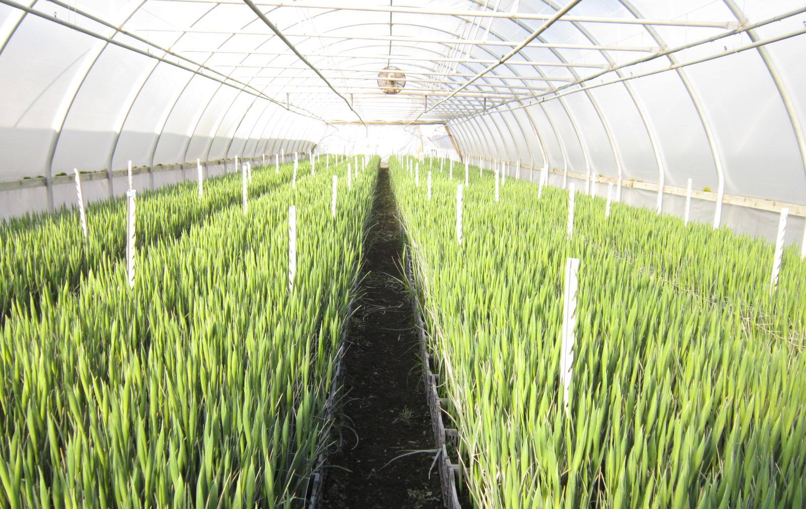 Fields of Blue Cultivation Of Crops
