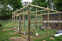 chicken gingerbread natural coop keeping henhouse pepparkakor busters boredom put chickens project hoenshus