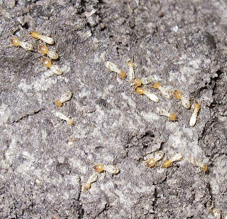 Hypotermes termites
