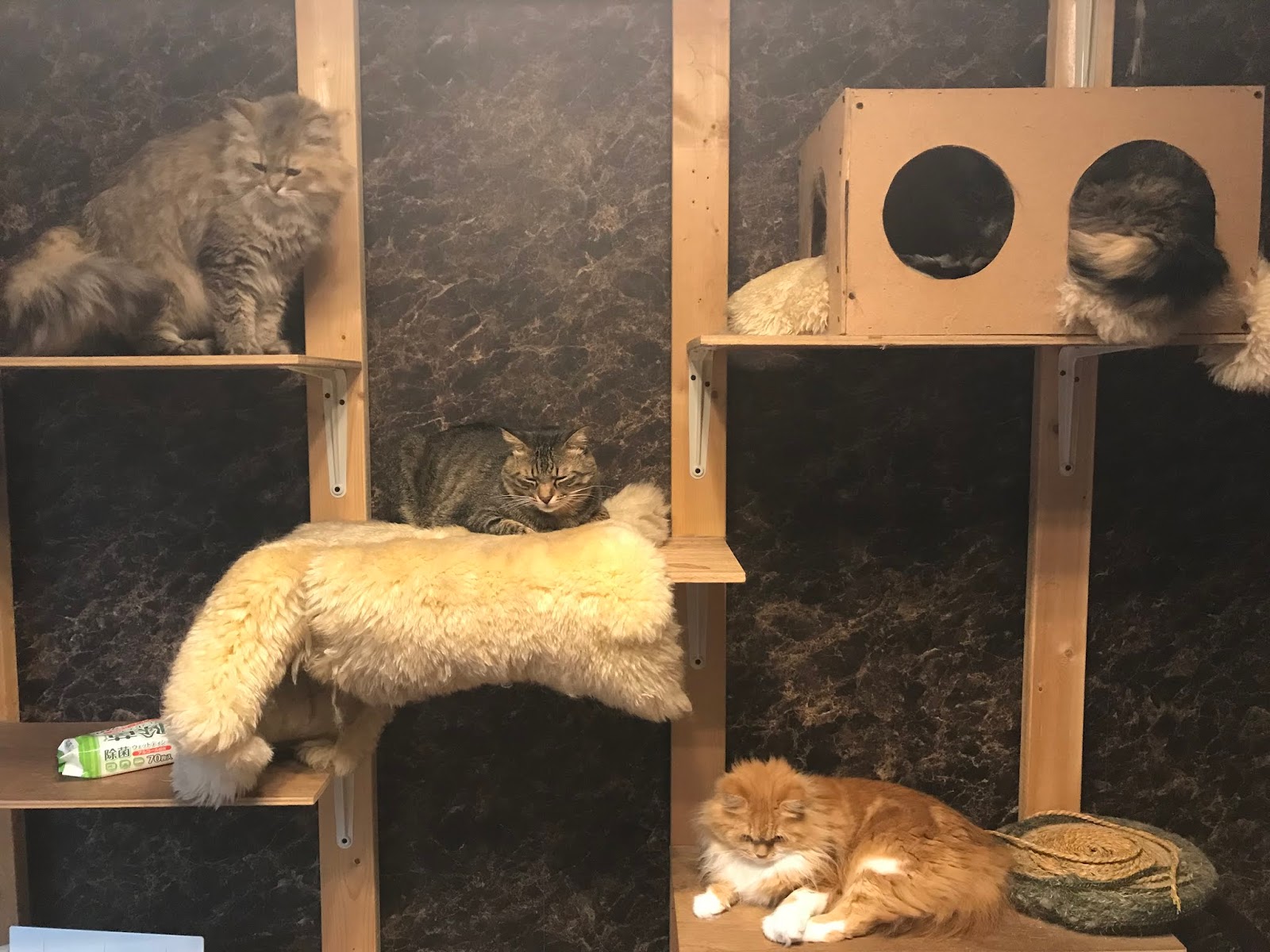 ねこバー Bar 暖かいところに