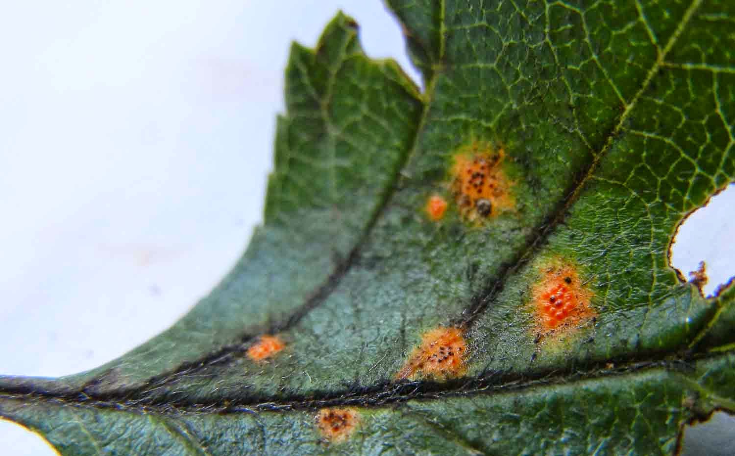 Gymnosporangium globosum - cedar-hawthorn rust cedar-hawthorn rust - Gymnosporangium globosum