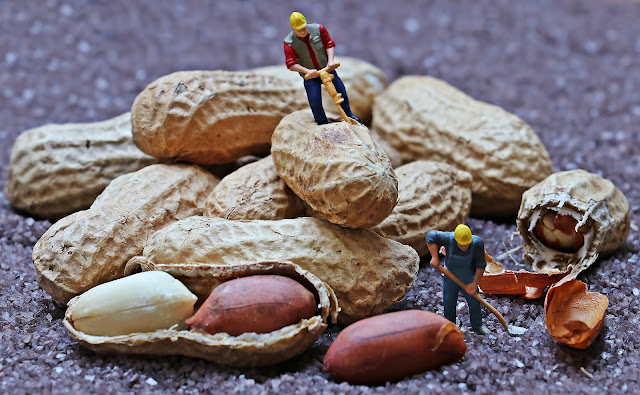 Fruto del cacahuete