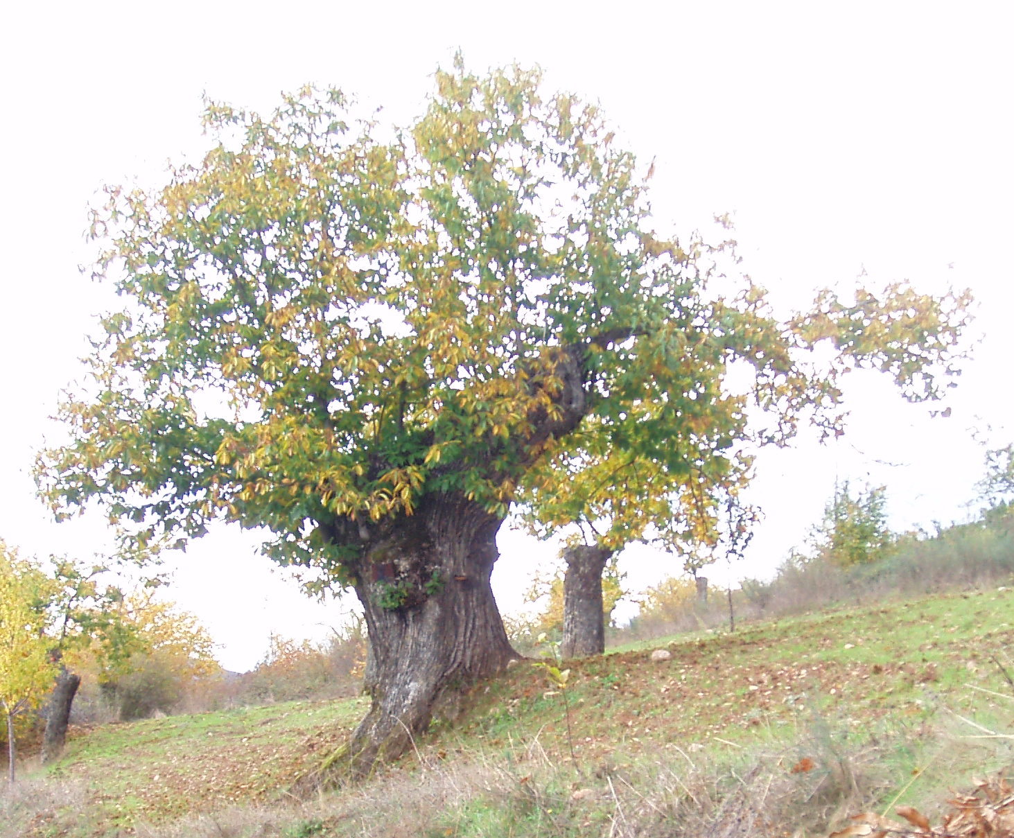 el gallinero nipón: Castaño