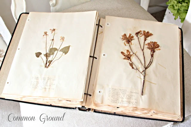 Lovely tone on tone vintage botanical art with an old window frame, by Common Ground, featured on I Love That Junk