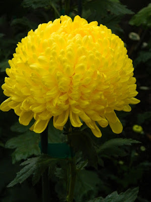 Yellow incurve chrysanthemum at 2016 Allan Gardens Conservatory  Fall Chrysanthemum Show by garden muses-not another Toronto gardening blog