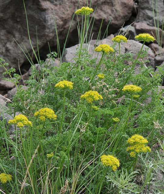 Lomatium dissectum