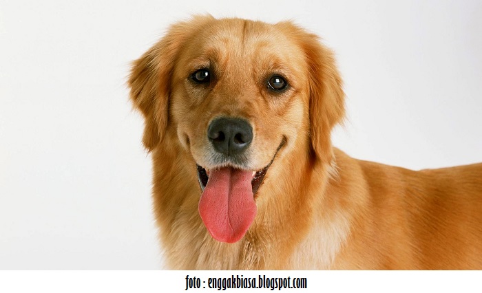 Kenapa Anjing Suka Mengeluarkan Lidah? - Kumpulan Artikel Pengetahuan Umum