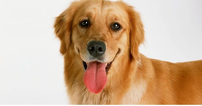 Kenapa Anjing Suka Mengeluarkan Lidah? ~ Kumpulan Artikel Pengetahuan Umum