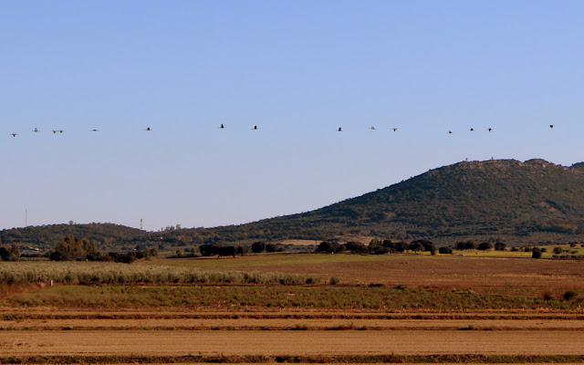 Fila de grullas en vuelo