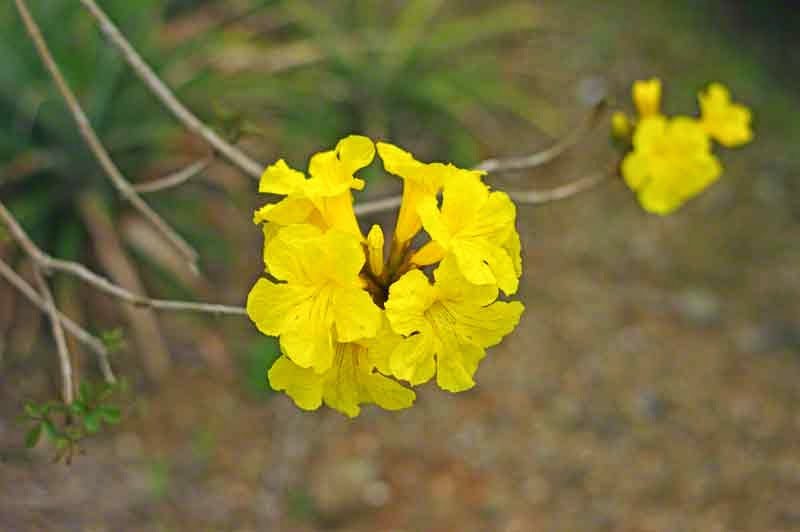 close-up,gloden trumpet flowers