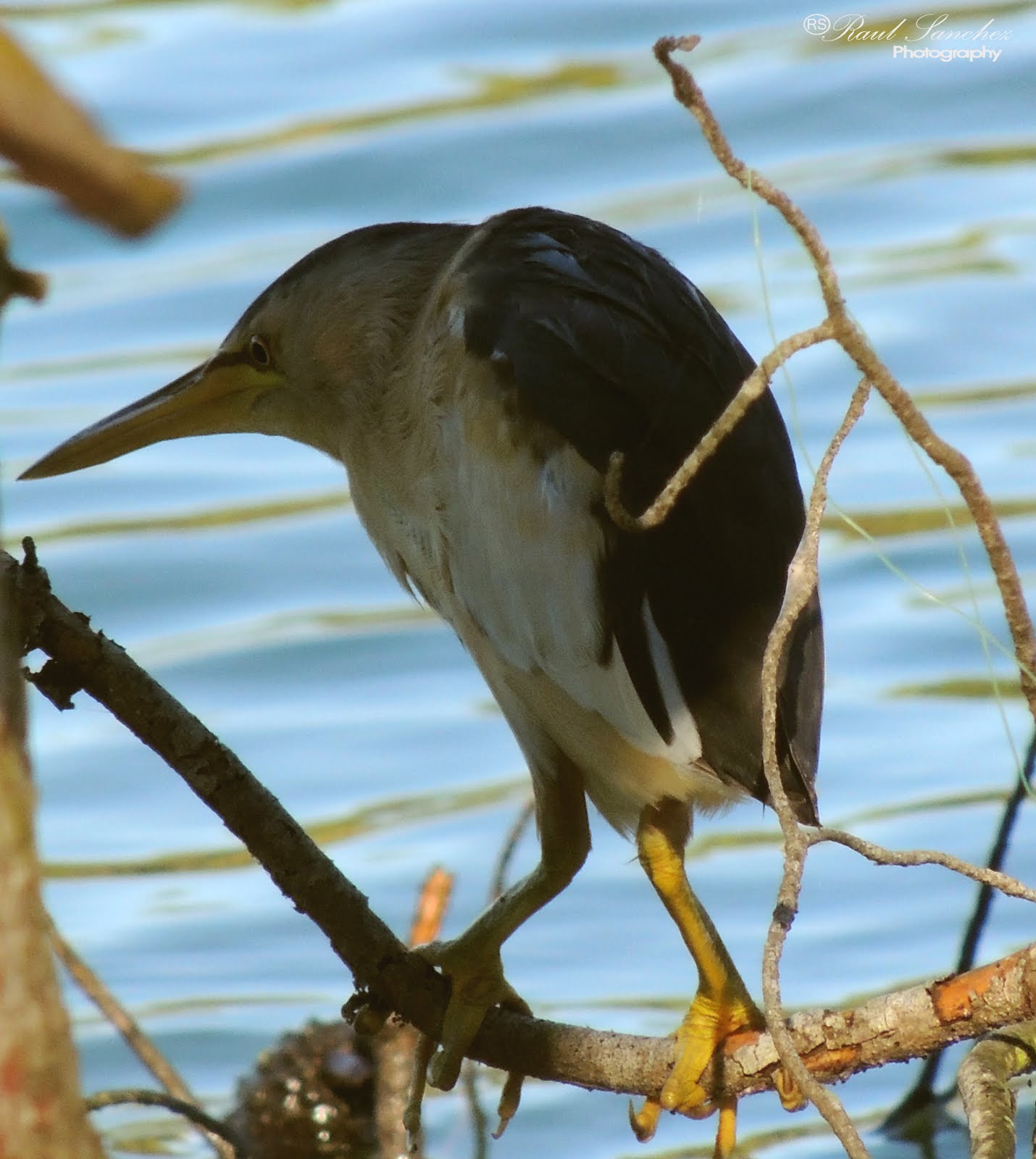 Tipos de Garzas