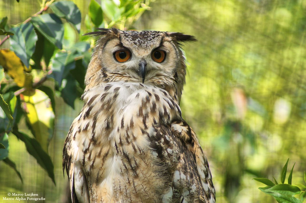 Marco Alpha Fotografie: Bengaalse Oehoe en meer Diergaarde Blijdorp