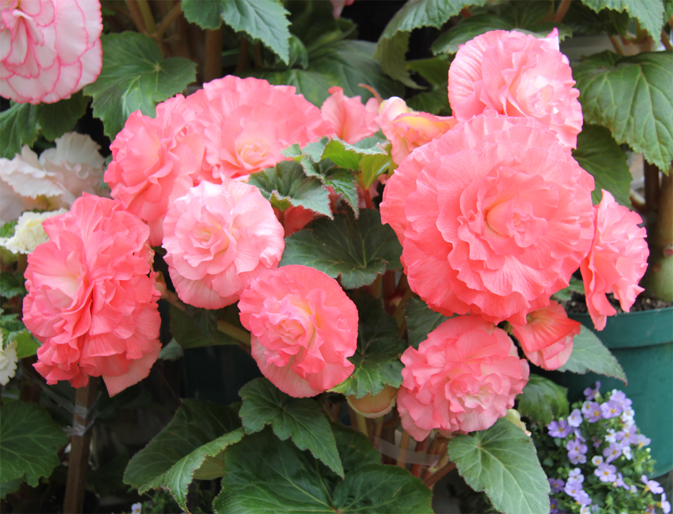 BirdCam on Cheltenham: Gazebo Flower Show - Paul's Tuberous Begonias