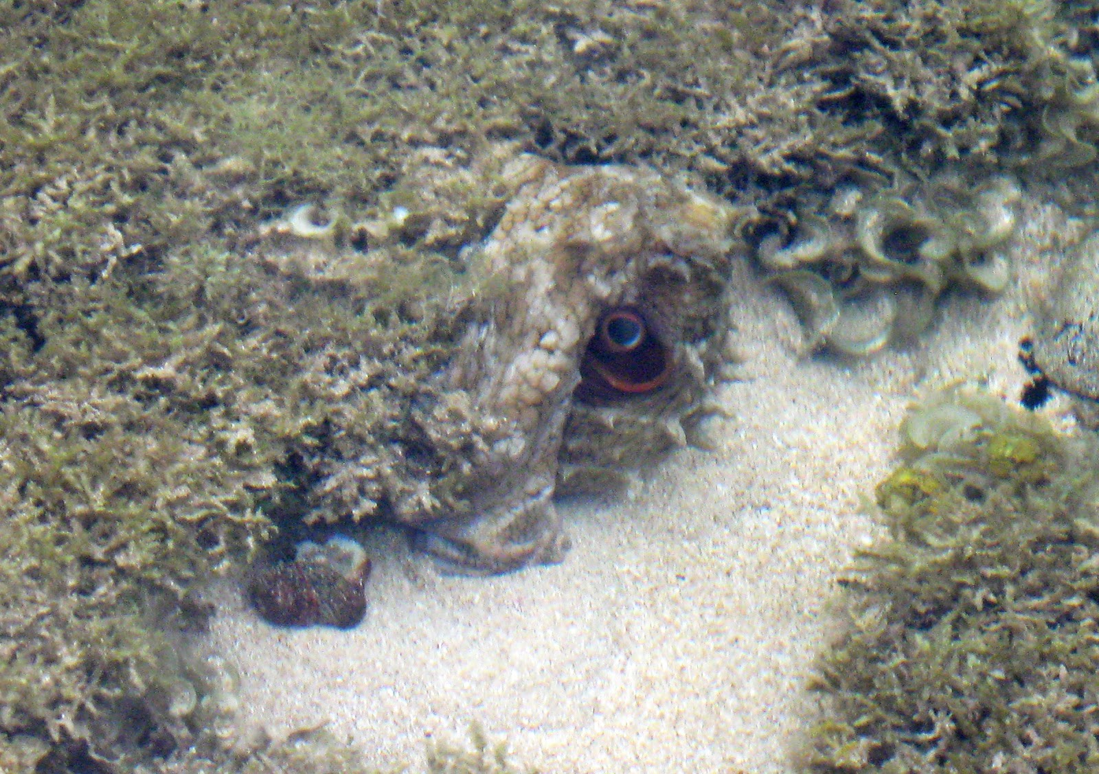 Octopus camouflage - Kauai, Hawaii | Shooting From The Hip