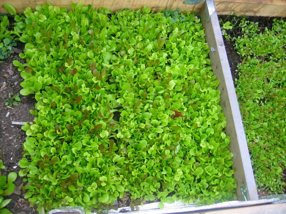 Mesclun Mix