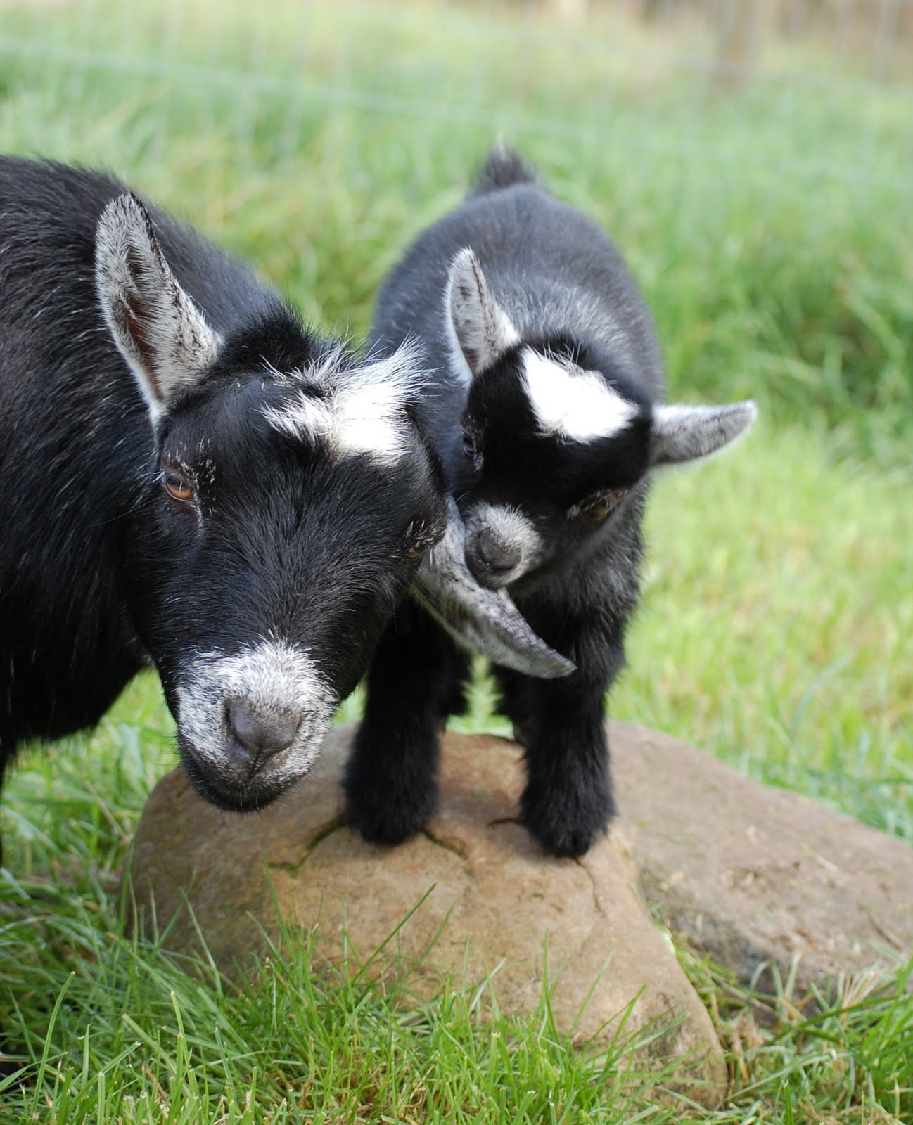 Nesting Notions: Getting my goat(s)