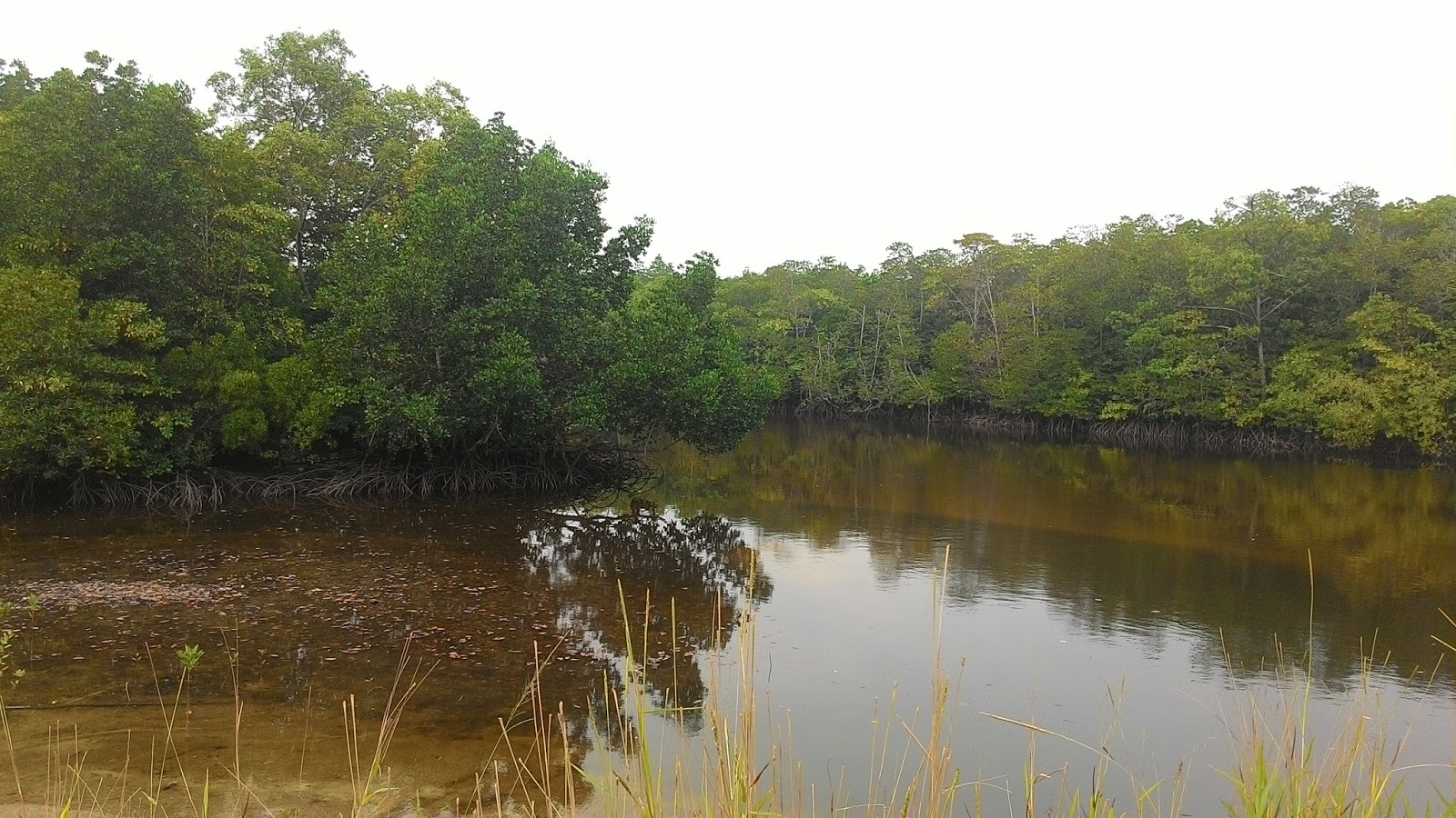 DEFINISI HUTAN MANGROVE DAN EKOSISTEM MANGROVE | Gawe Blog