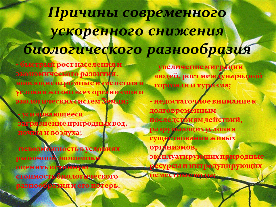 Сокращение видового биоразнообразия. Сокращение биологического разнообразия. Уменьшение биологического разнообразия причины. Разнообразие видов животных. В настоящее время биоразнообразие снижается быстро увеличивается.