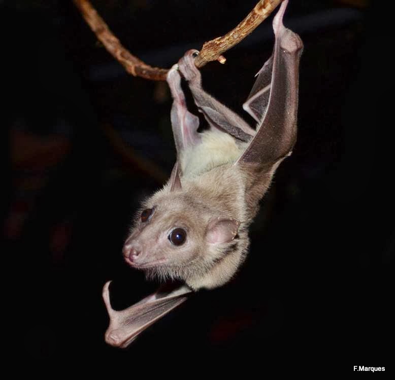 THE SUBJECT IS JAZZ Bats