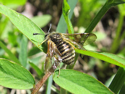 bee fly utah janie trails steve