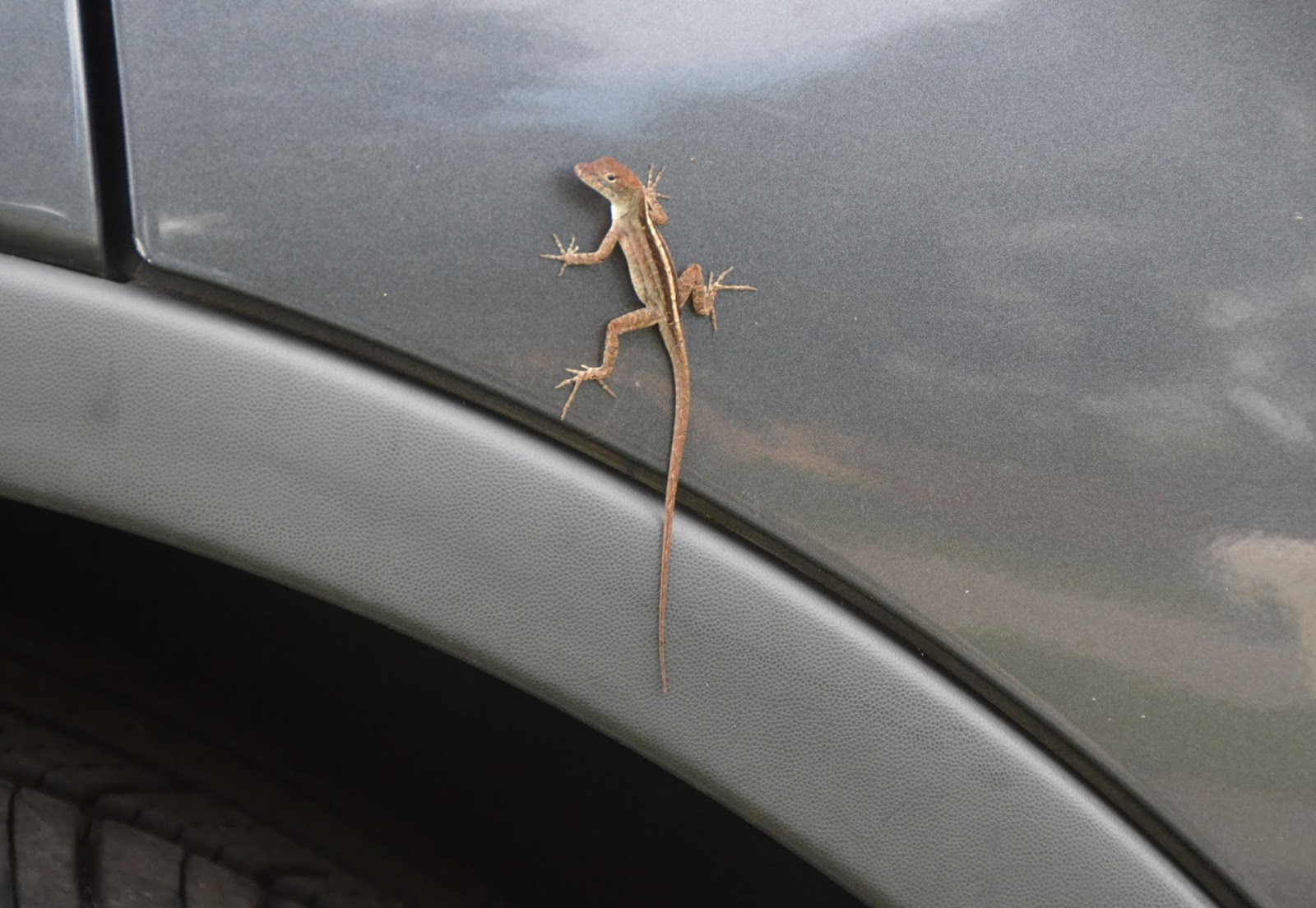 Fun, Factual, Weird, and Breathtaking Can A Lizard Get Inside The Car