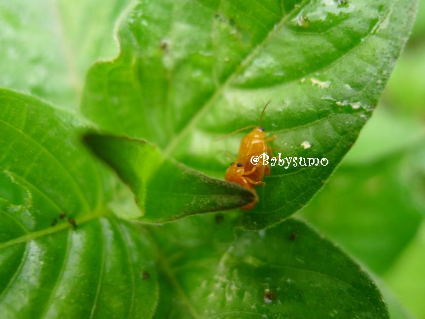 Baby Sumo Photography Cute orange ladybugs having a cuddle Kuala