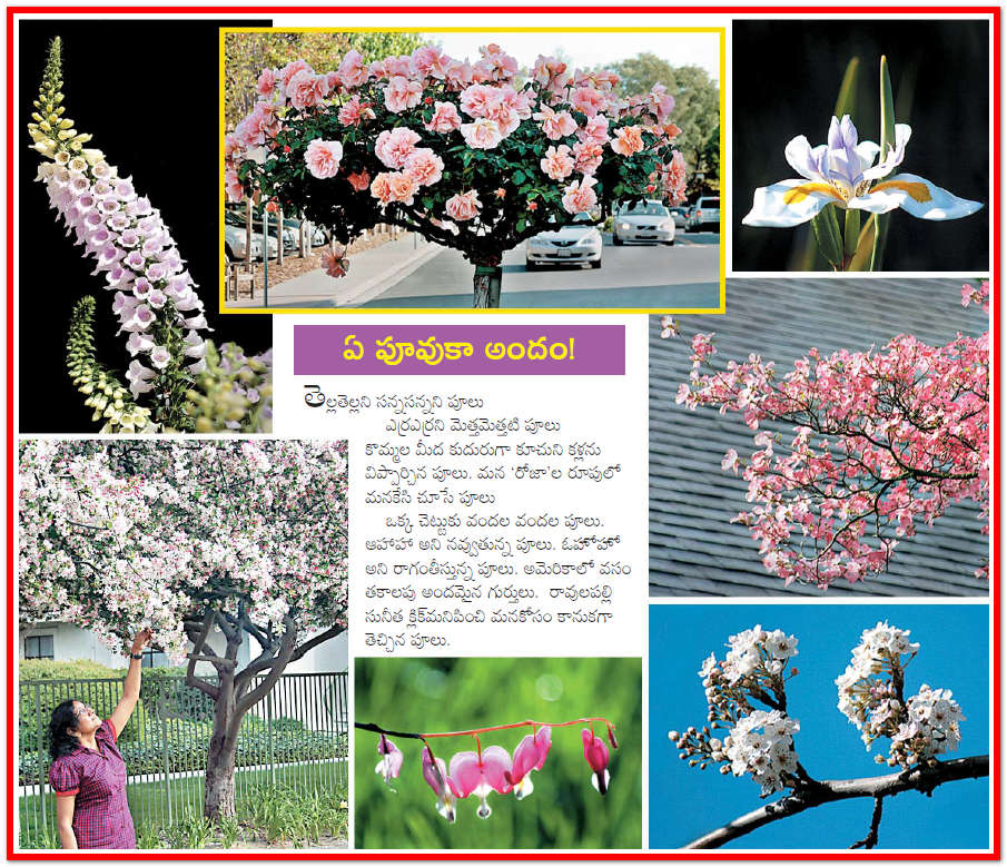 TELUGU WEB WORLD FLOWERS FLOWERS FLOWERS ARE BEAUTIFUL