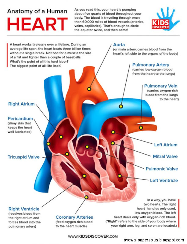 Infographic Anatomy of the Human Heart   Kids Discover