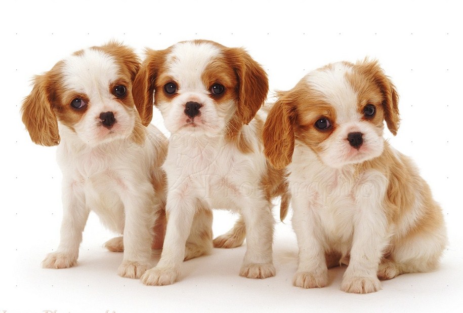 Kleine Bis Mittelgroße Hunderassen, die bellen nicht Hunde Welpen