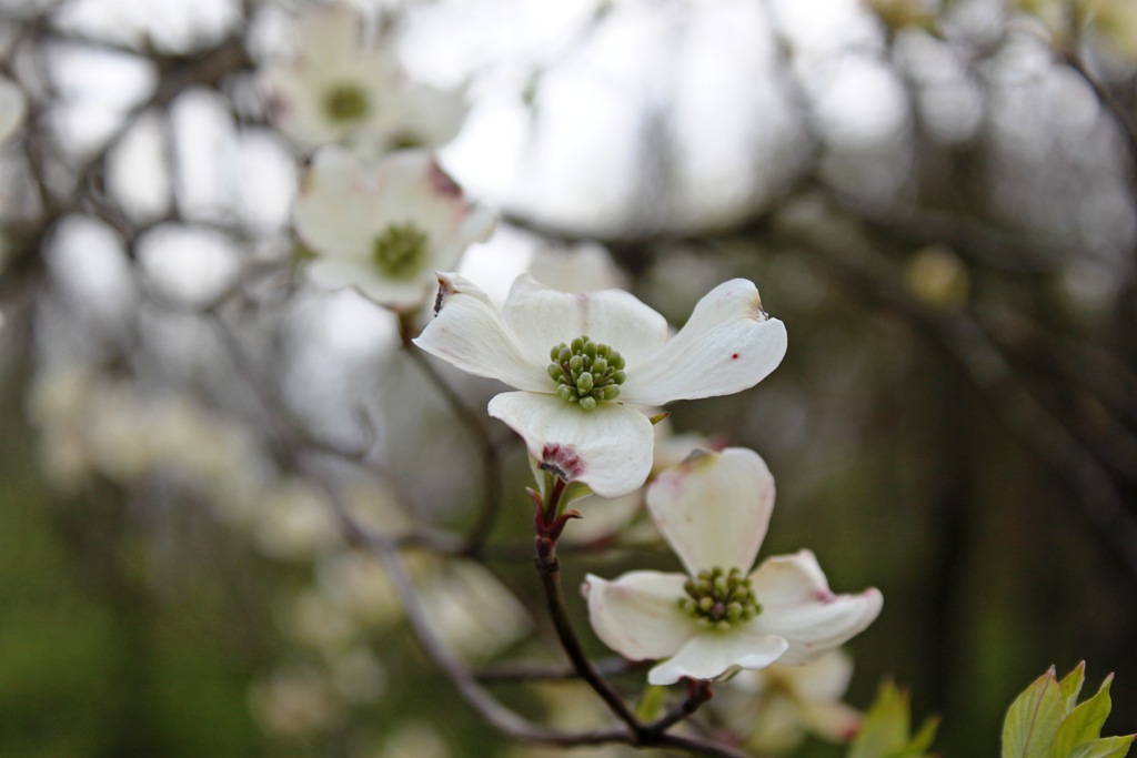 Roundtop Ruminations Dogwood blooms