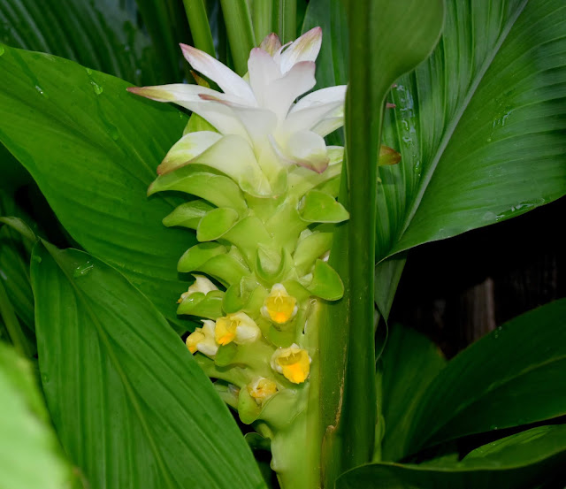 Turmeric Flower- Inflorescence