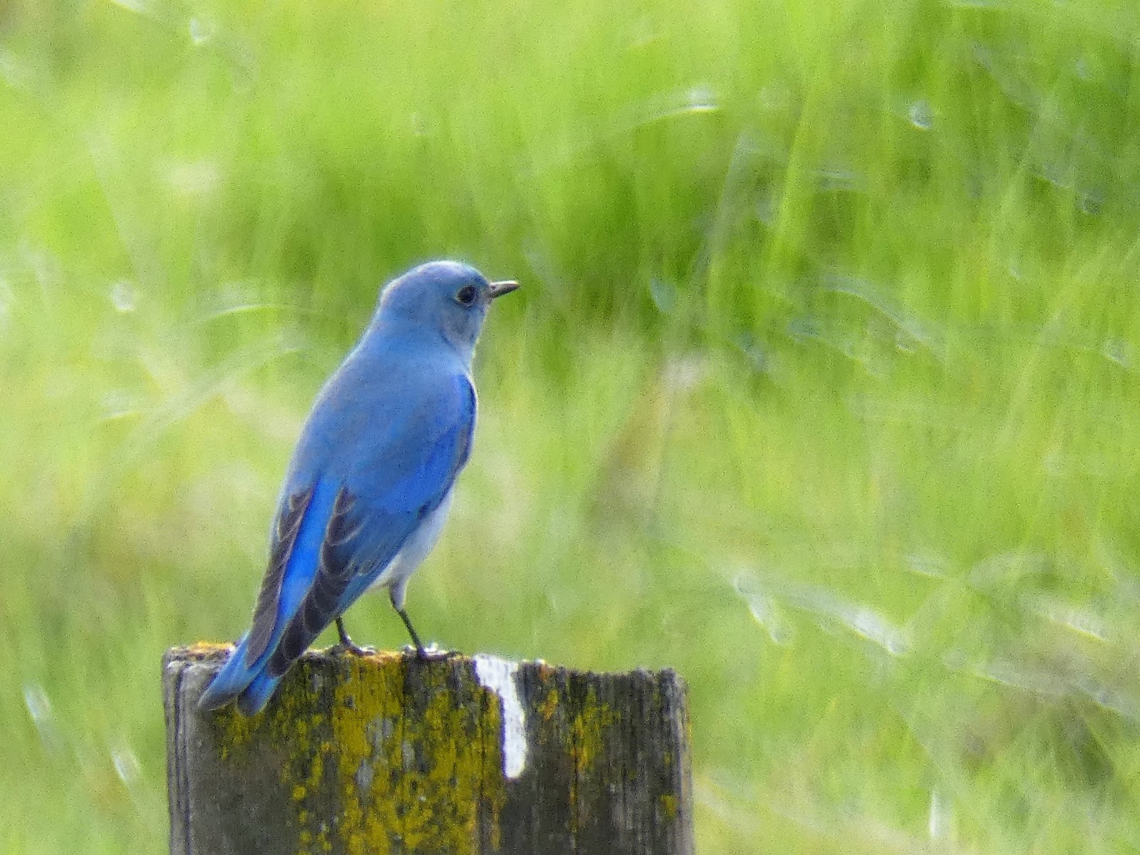 Geotripper&rsquo;s California Birds: Mountain Bluebirds on the California Prairie