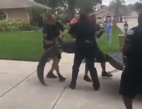 فيديو: مرعب .. كيف أفقدَ تمساح رجلاً الوعي بضربةٍ واحدة وأسقطه أرضاً !