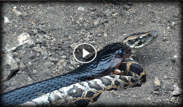 Cobra Vs Python Color In Animal clip168: King Cobra Vs Python