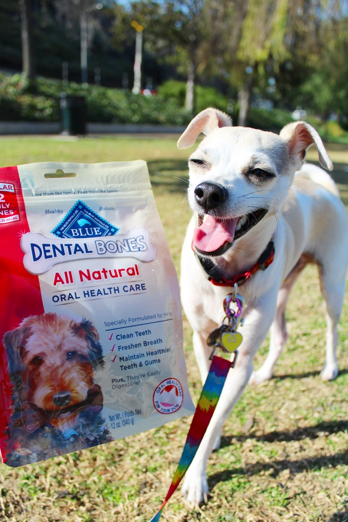 HAPPYHAZEL Celebrating National Pet Dental Health Month with