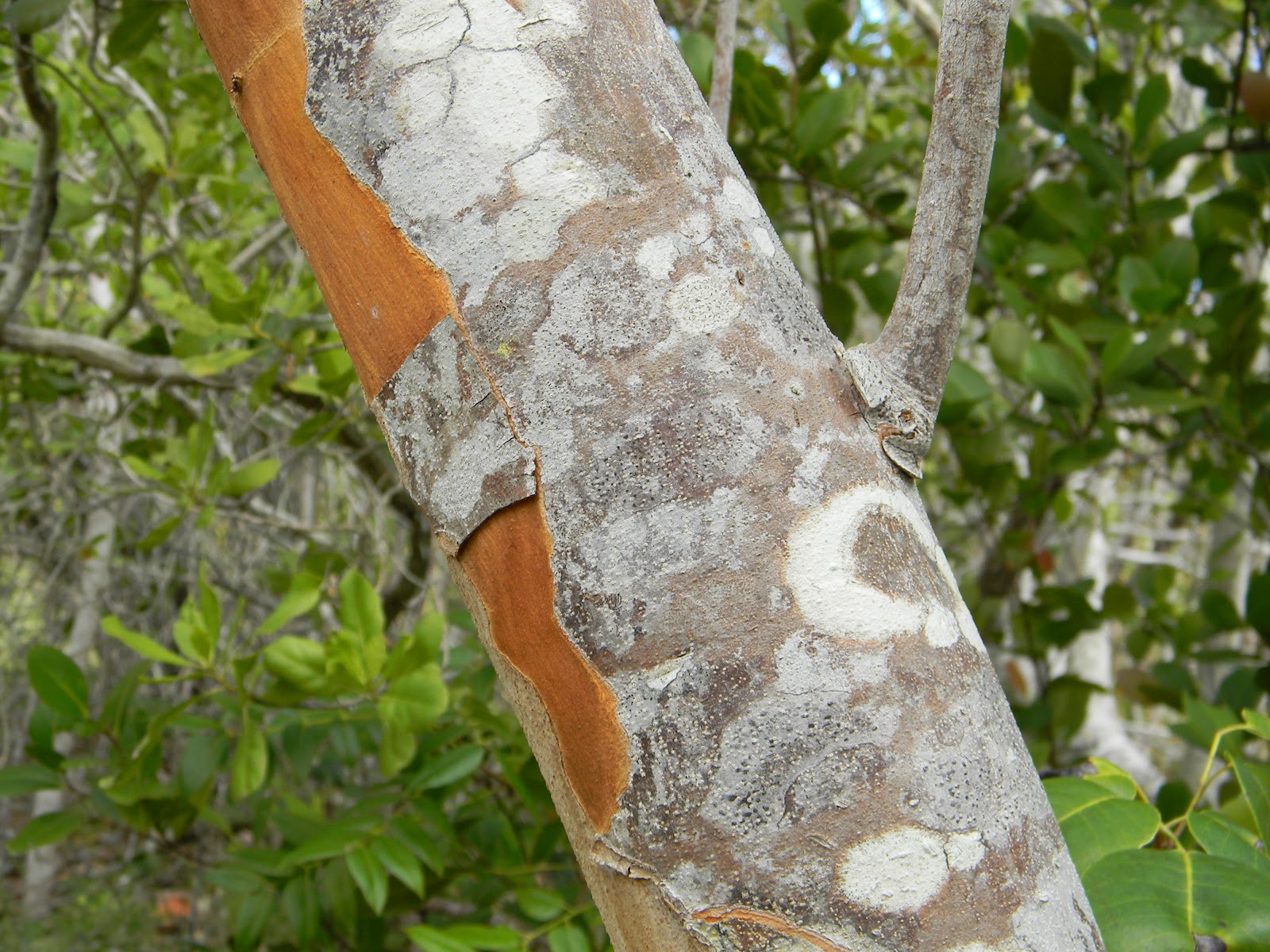 Phillip's Natural World Florida's 4 Common Poisonous Plants