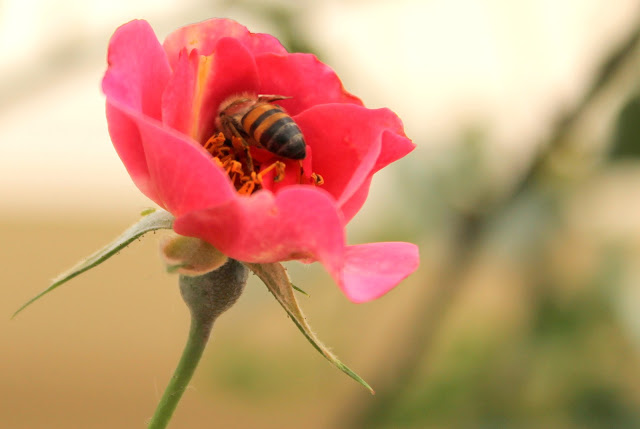 rosa e abelha - Pink and Bee