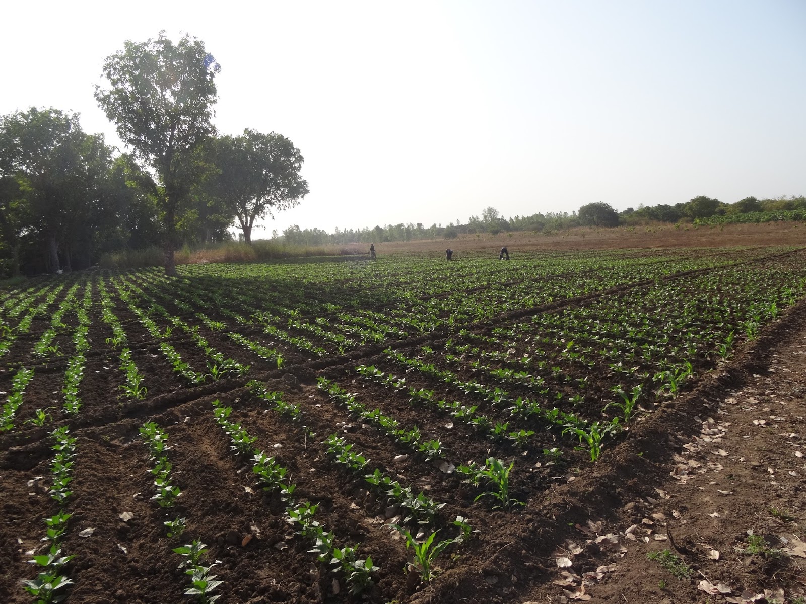 Developments in rural areas across the world: Where the *** did the ...