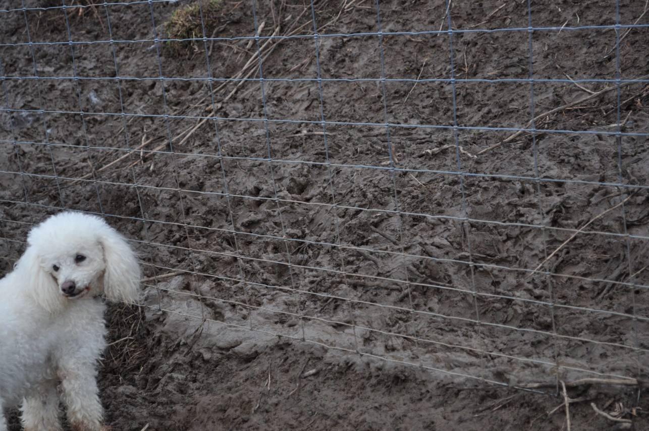 Leven River Farm Wallaby Fencing