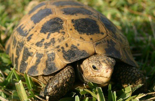 hewan langka KURAKURA