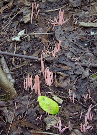 The pink worm coral, Clavaria rosea