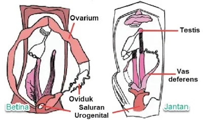 Organ Reproduksi Ikan - berbagaireviews.com