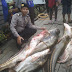 Heboh, Warga Semangut Panen Puluhan Ekor Ikan Tapah di Sungai Rasau